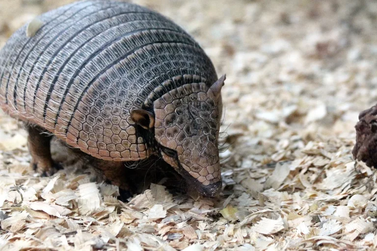 Are There Armadillos In California?