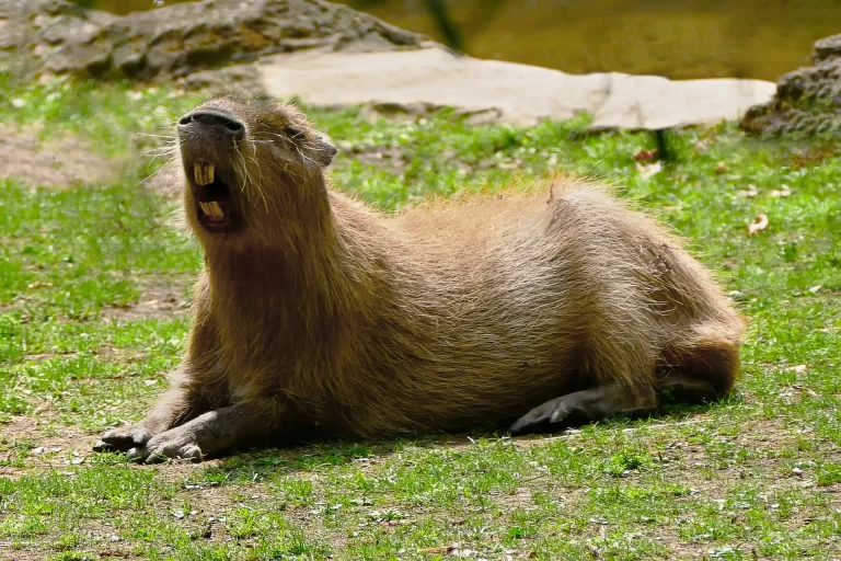 Are Capybaras Legal In California?