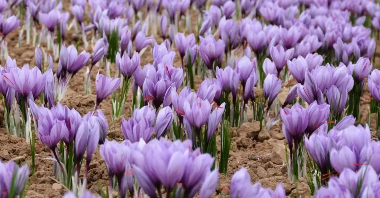 How To Grow Saffron In Texas: A Complete Guide