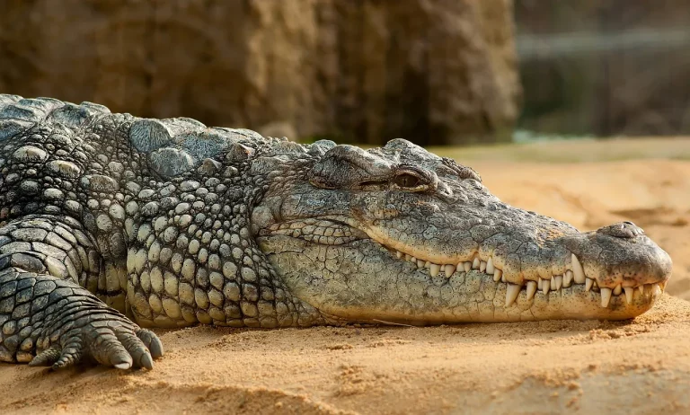 Are There Crocodiles In Texas? A Detailed Look