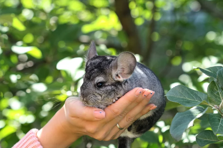 Are Chinchillas Legal In California?