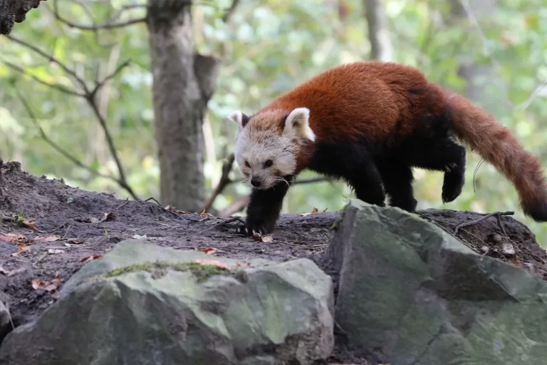 Can You Own A Red Panda In California?