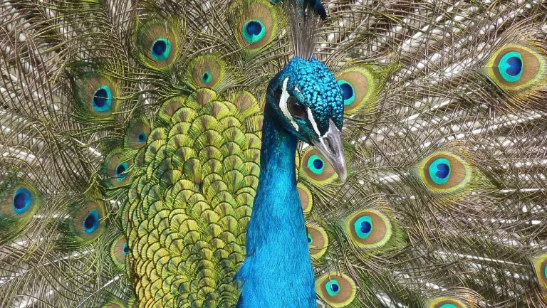 Are Peacocks Native To California?