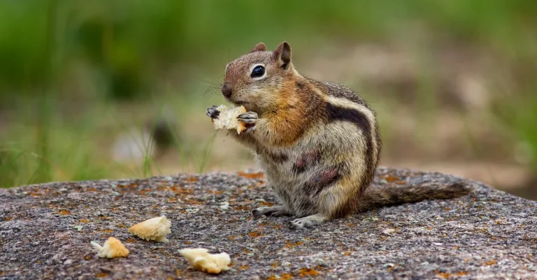 Are There Chipmunks In Florida?