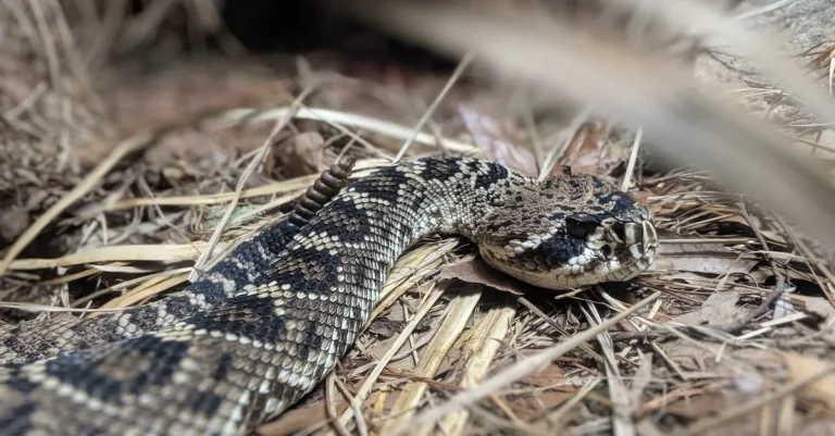 Are Timber Rattlesnakes Protected In Texas?