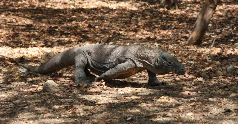 Are There Komodo Dragons In Florida?