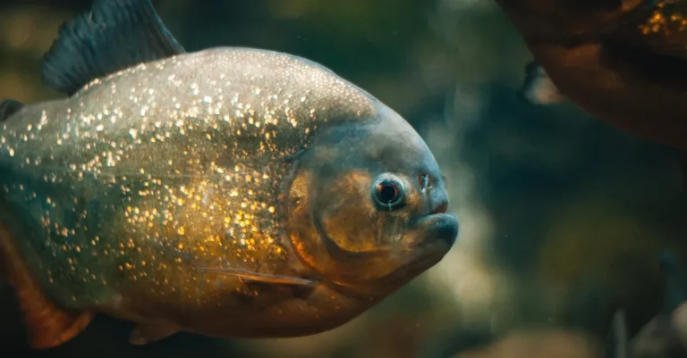 Are Piranhas Legal In Texas?