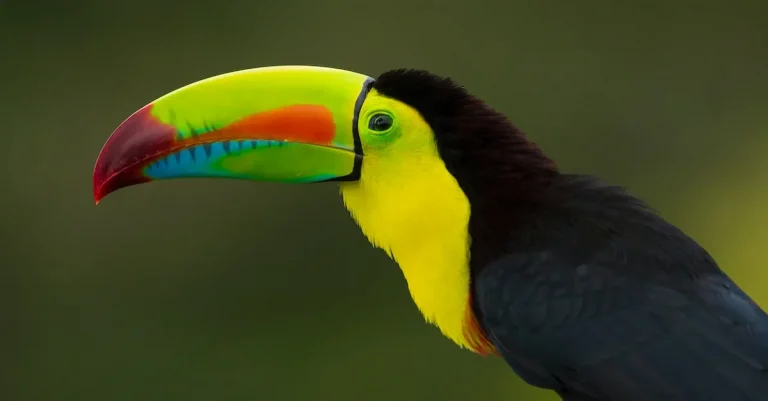 Are Toucans Legal Pets In California?