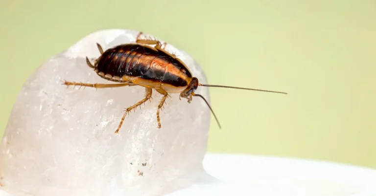 Flying Roaches In Florida: How To Identify, Prevent, And Get Rid Of These Pests