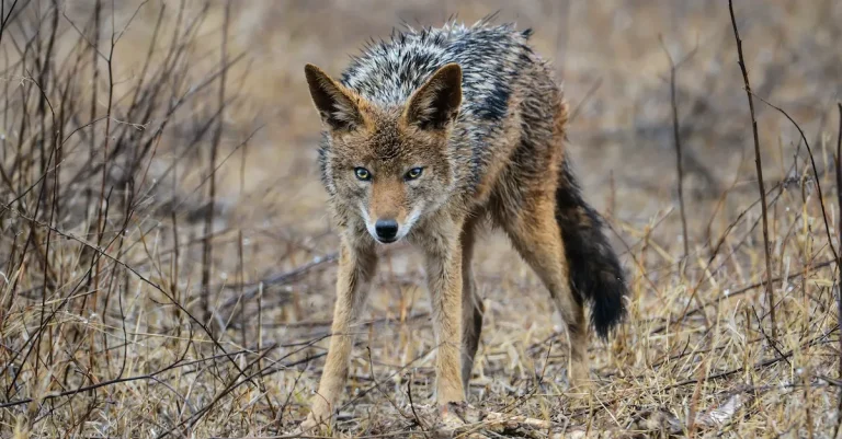 Can I Legally Shoot A Coyote In My Yard In Texas?