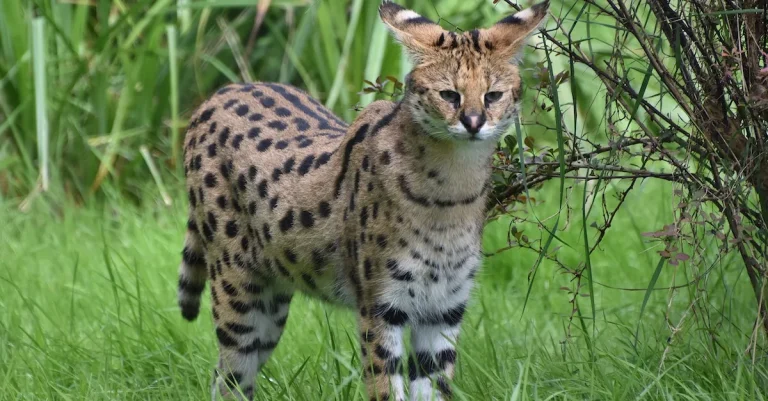 Are Servals Legal Pets In California? Laws And Regulations Explained