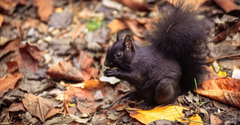 Black Squirrels In California: An Unusual Sighting