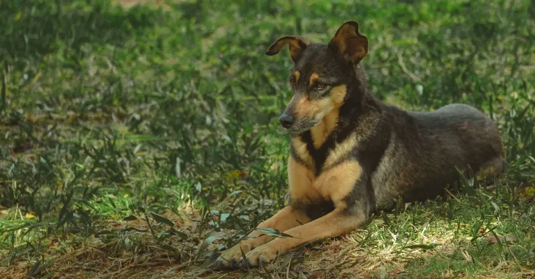 What To Do About Dogs Trespassing On My Property In Texas