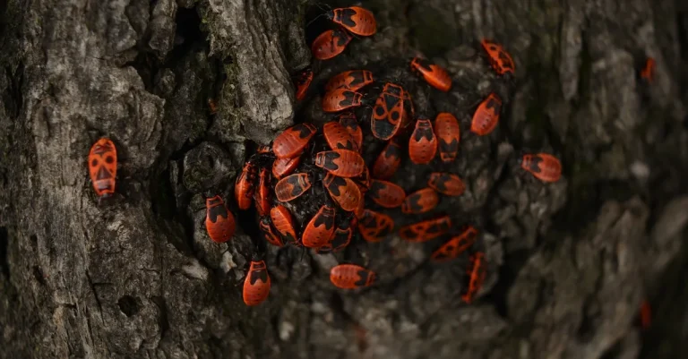 Is Bug-A-Salt Banned In California? Everything You Need To Know
