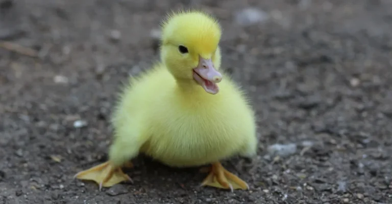 Can You Have A Pet Duck In California?