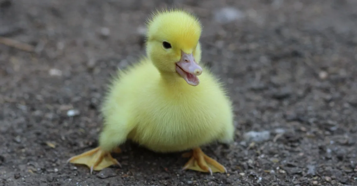 Can You Have A Pet Duck In California? Eye And Pen