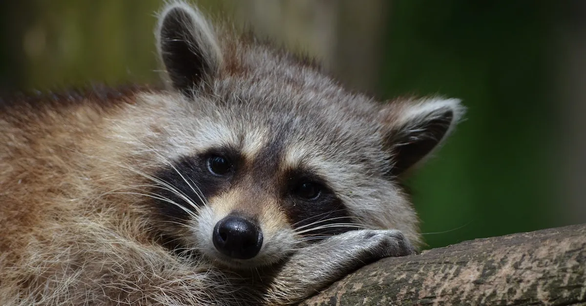 Is It Legal To Own A Raccoon In California? - Eye And Pen