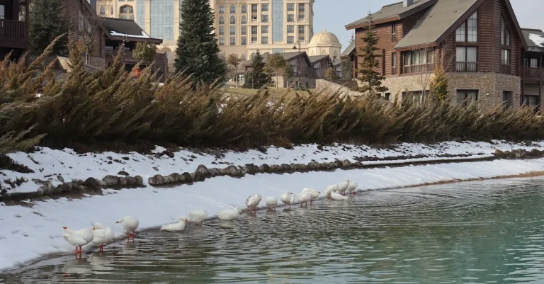 Has It Ever Snowed In Los Angeles? Examining The Region’S Rare Snowfalls