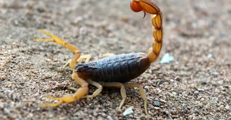 Does Colorado Have Scorpions?