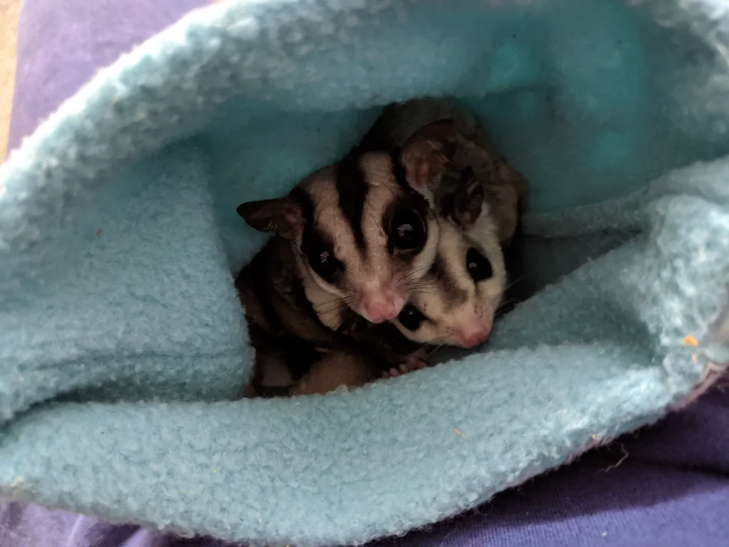 Are Sugar Gliders Legal In New York? A Look At Exotic Pet Laws Eye