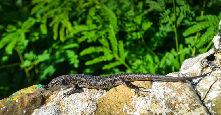 A Guide To The Most Dangerous Lizards In Florida
