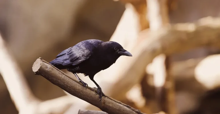 Can You Own A Raven In California? Laws And Regulations