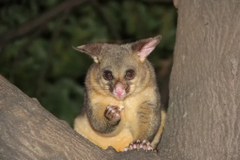 Can You Own A Possum As A Pet In Texas? Examining The Laws