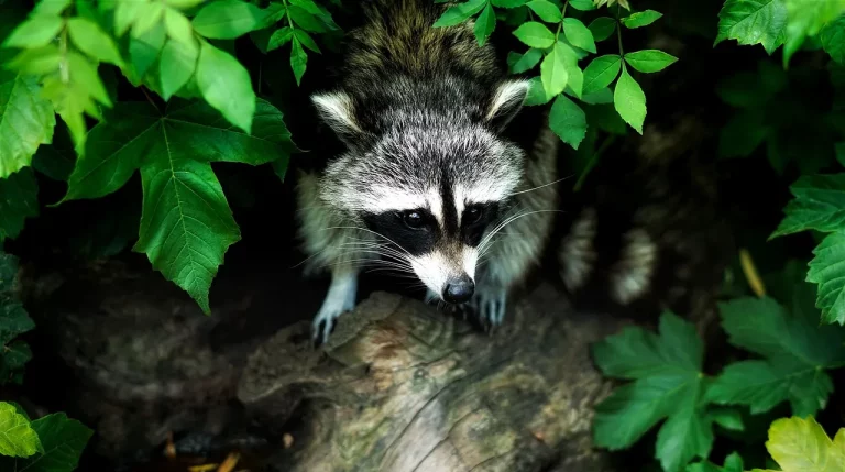 Can You Own A Raccoon In Florida?