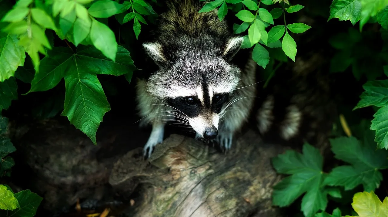 Can You Own A Raccoon In Florida? Eye And Pen