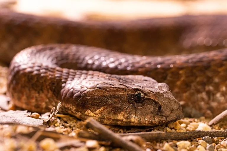 A Guide To Identifying Common Snakes In East Texas