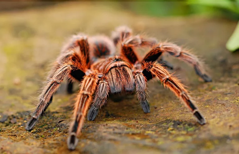 Are There Tarantulas In Florida? An Overview Of Spider Species