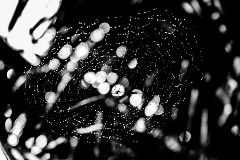 Black Spiders With White Spots In Texas: Identification And Bite Risks