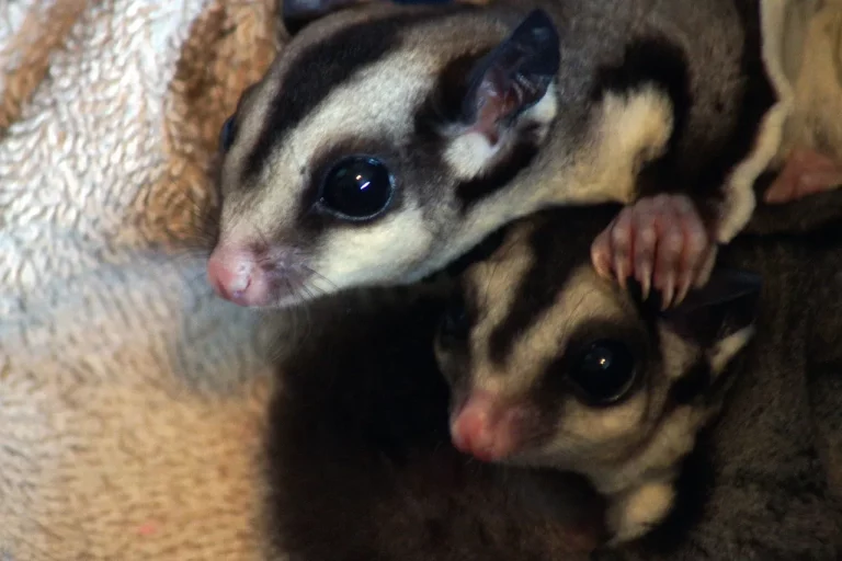 Are Sugar Gliders Legal In Texas? A Detailed Look At Exotic Pet Laws
