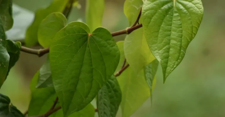 Is Kava Legal In Florida? Exploring The Laws And Regulations