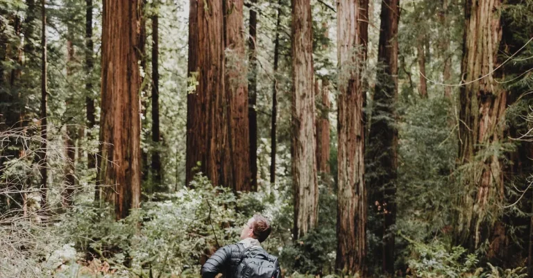 Oregon Redwoods Vs California Redwoods: How Do They Compare?