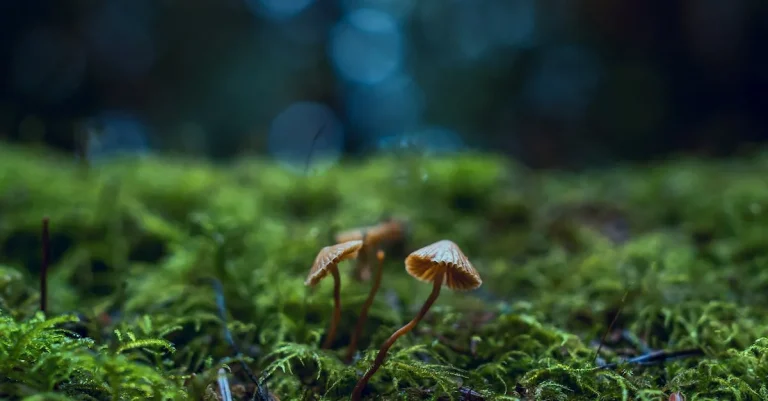 Hunting For Morel Mushrooms In Florida: What You Need To Know