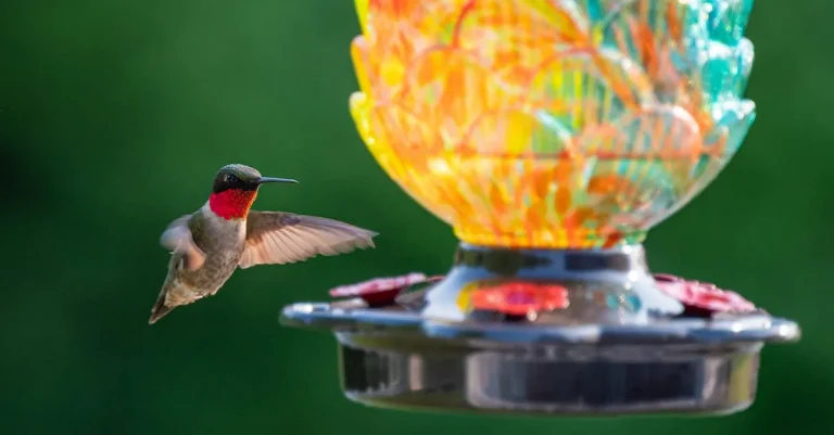 The Best Bird Feeders For Attracting Birds In San Francisco