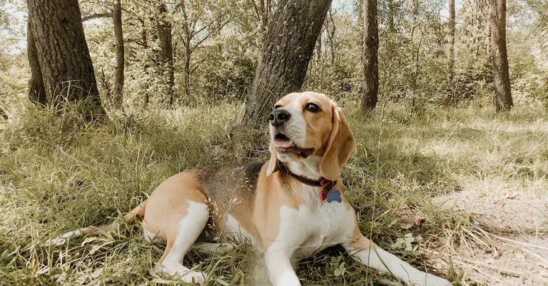 Texas A&M Dog And Cat Cataract Surgery Costs: What To Expect