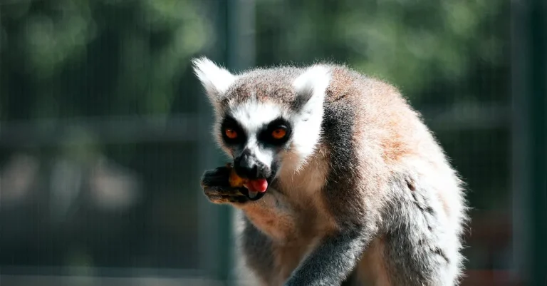 San Francisco Zoo Vs. Oakland Zoo: How The Twostack Up