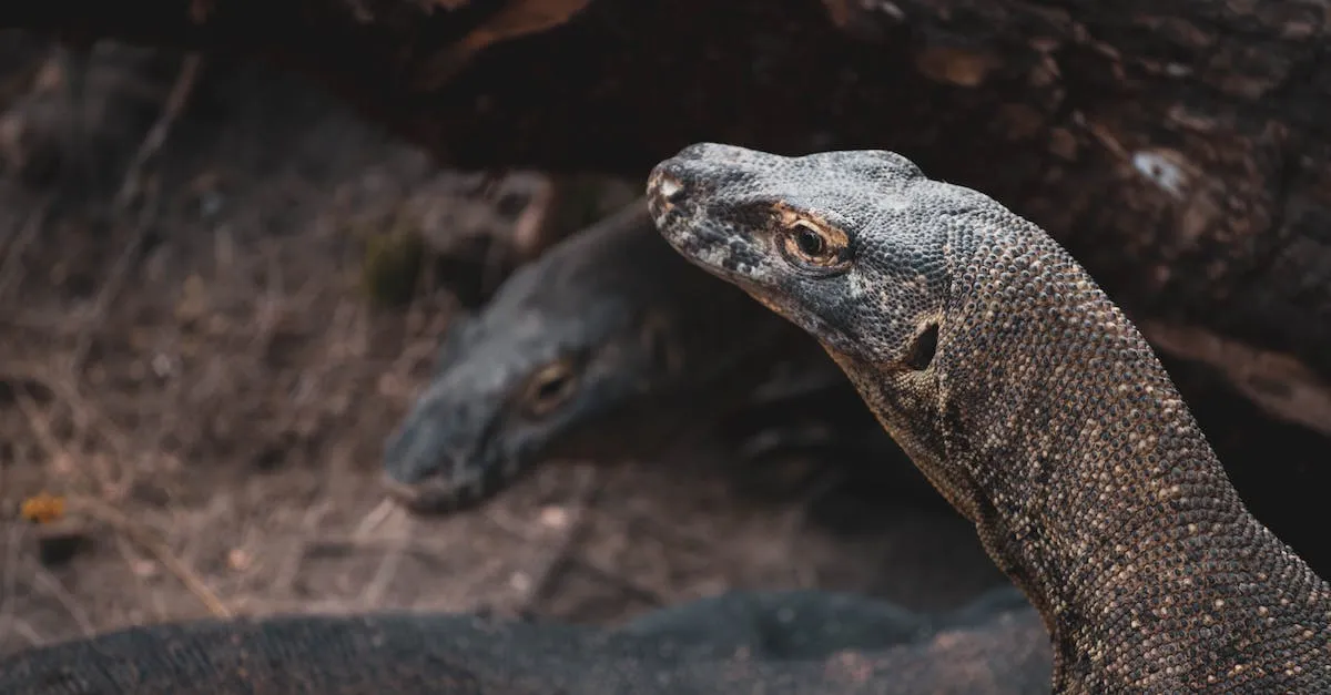 A Guide To Poisonous Lizards In Texas Eye And Pen