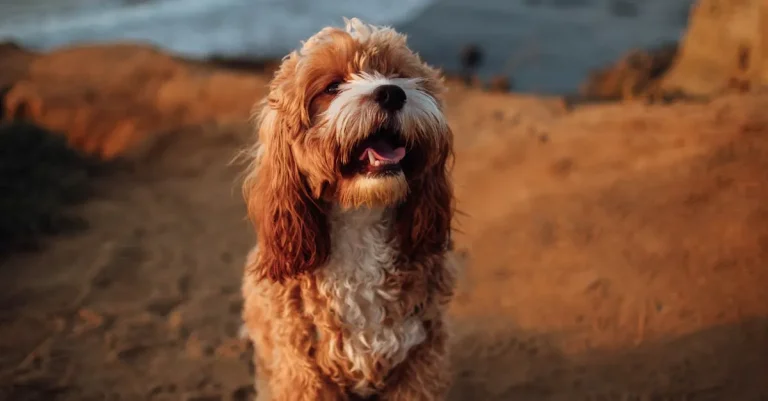 Legal Pets In California: Laws And Regulations For Animal Ownership