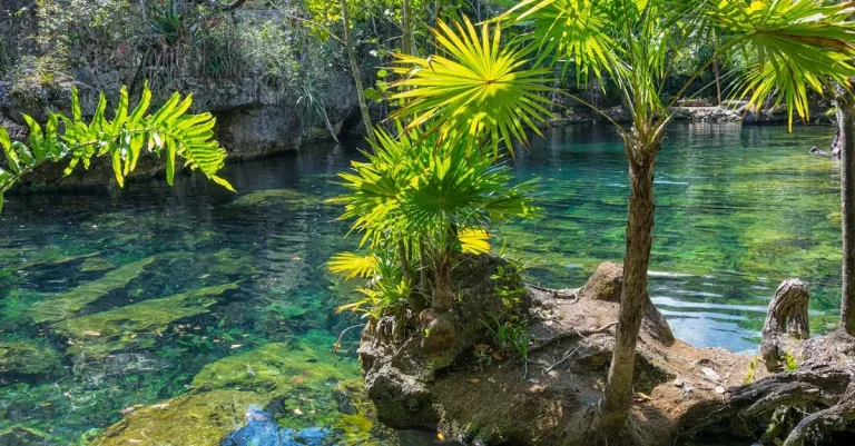 Can Palm Trees Grow In Chicago? Everything You Need To Know