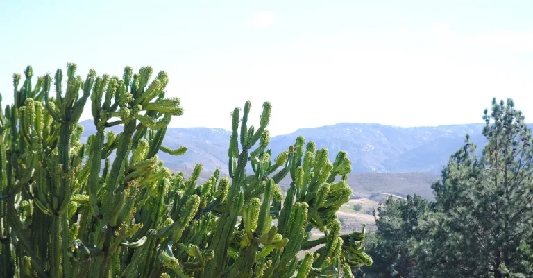 Growing San Pedro Cactus In Florida: A Complete Guide