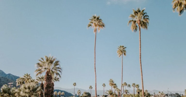 Reaching For The Skies: Exploring California’S Tallest Palm Trees