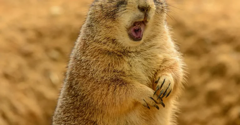 Prairie Dogs In California: A Complete Guide