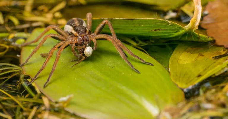 Just How Big Do Spiders Get In Florida?