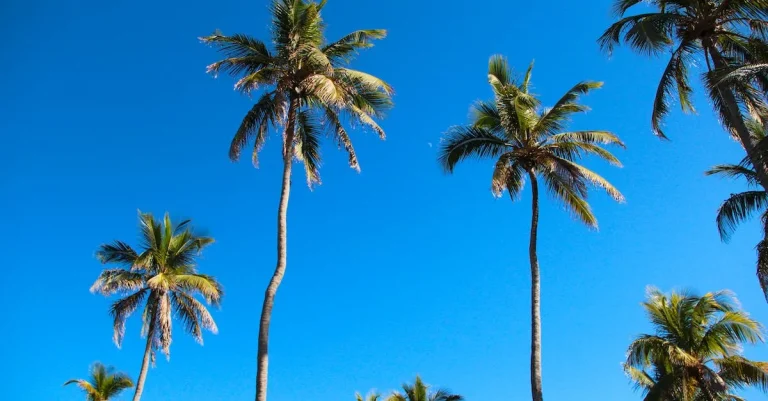 Exploring The Tropic Of Cancer In Florida: A Geographic Guide