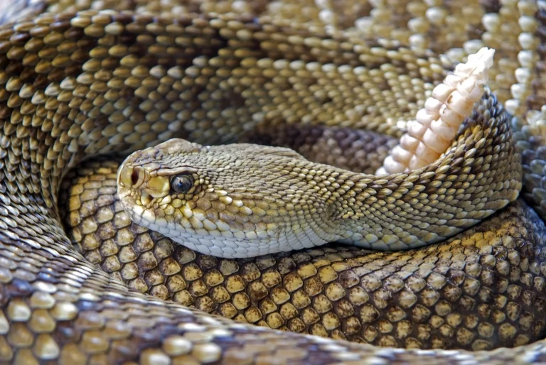 Lone Star Giants: Exploring The Largest Rattlesnakes Found In Texas
