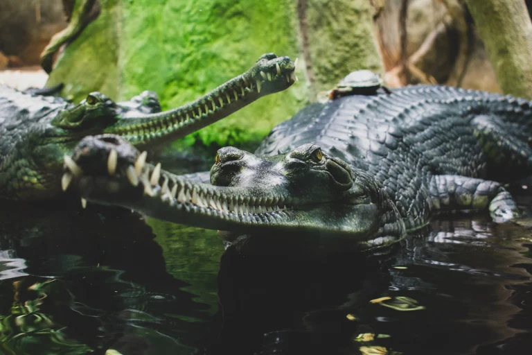 Alligators In Lake Placid, Florida: What To Know