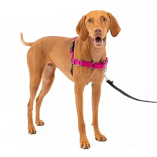 PetSafe Easy Walk dog harness in raspberry and gray